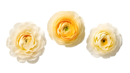 Cream cranunculus buttercup flowers