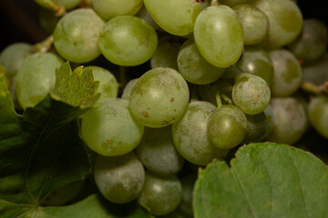 closeup of sultana green grapes growing outdoors organically in bright sunlight