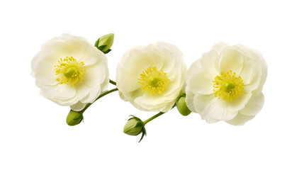 Fototapeta na wymiar Cream cranunculus buttercup flowers