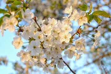 Blooming cherry branch in the morning sun