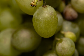 closeup of sultana green grapes growing outdoors organically in bright sunlight