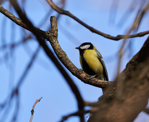 Great tit perched in a tree