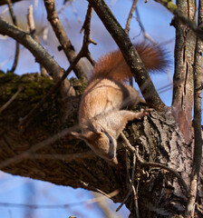 Squirrel in a tree