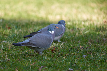 Wood pigeon in the grass
