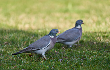 Wood pigeon in the grass