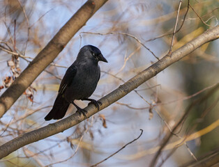 Cute crow on a branch