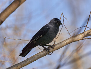 Cute crow on a branch