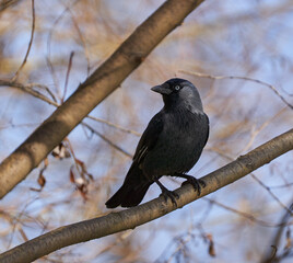 Cute crow on a branch