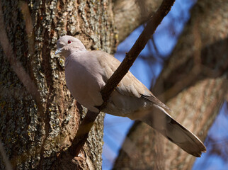 Eurasian collared dove perched