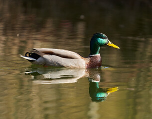 Male mallard duck swimming on a lake