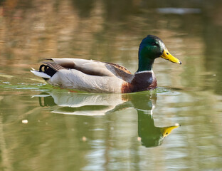 Male mallard duck swimming on a lake