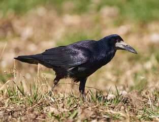 Crow standing in the grass