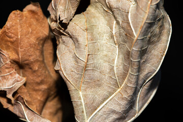 Dry brown vine leaf in the garden