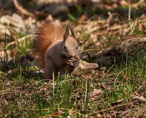 Cute squirrel eating a walnut