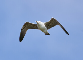 Seagull in flight