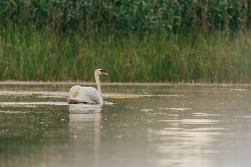 Beautiful birds in the Danube Delta, Romania. 