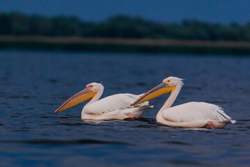 Fototapeta na wymiar Pelicans resting in the Danube Delta