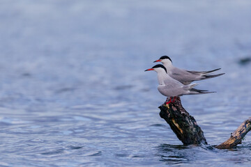 Beautiful birds in the Danube Delta, Romania. 