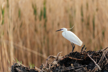 Beautiful birds in the Danube Delta, Romania. 
