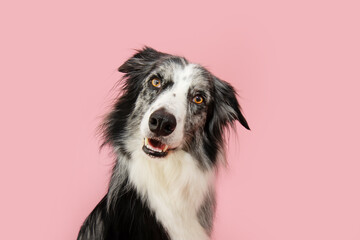 Portrait border collie dog tilting head side. Isolated on pink pastel background on spring or...