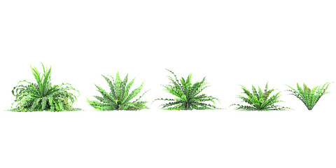 Collection of beautiful Asplenium nidus Crispy Wave trees isolated on transparent background