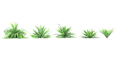 Obraz premium Collection of beautiful Asplenium nidus Crispy Wave trees isolated on transparent background