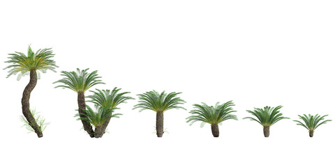 Jungle Fishbone waterfern trees shapes cutout 3d render