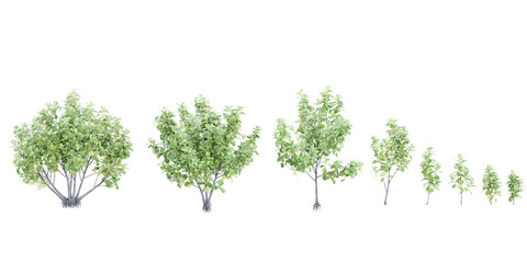 Ficus lyrata trees cutout backgrounds 3d rendering png