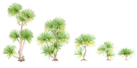 photorealistic 3D rendering of Dracaena cochinchinensis trees in transparent background