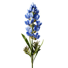 bluebonnet isolated on transparent background, png