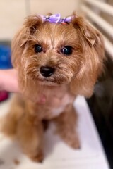a trimmed dog of the Yorkshire terrier breed sits on the table after a haircut with purple bows on his head. short haircut of the Yorkshire terrier muzzle. pet care. grooming