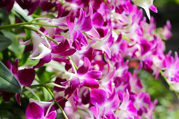 Beautiful purple orchid flowers. Flower background.