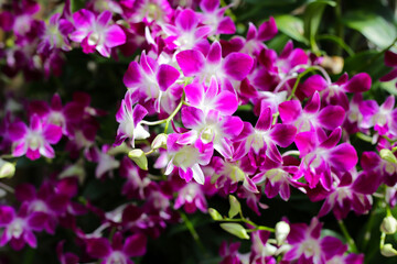 Naklejka na ściany i meble Beautiful purple orchid flowers. Flower background.