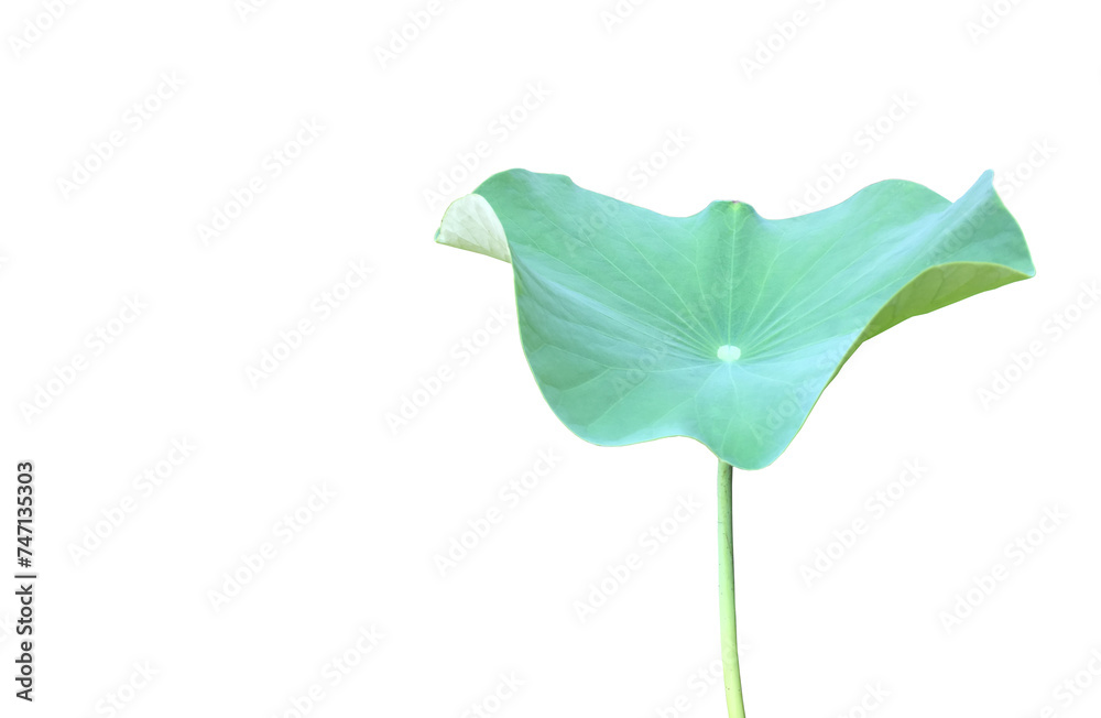 Canvas Prints lotus leaf or waterlily leaf isolated on white background with clipping paths.