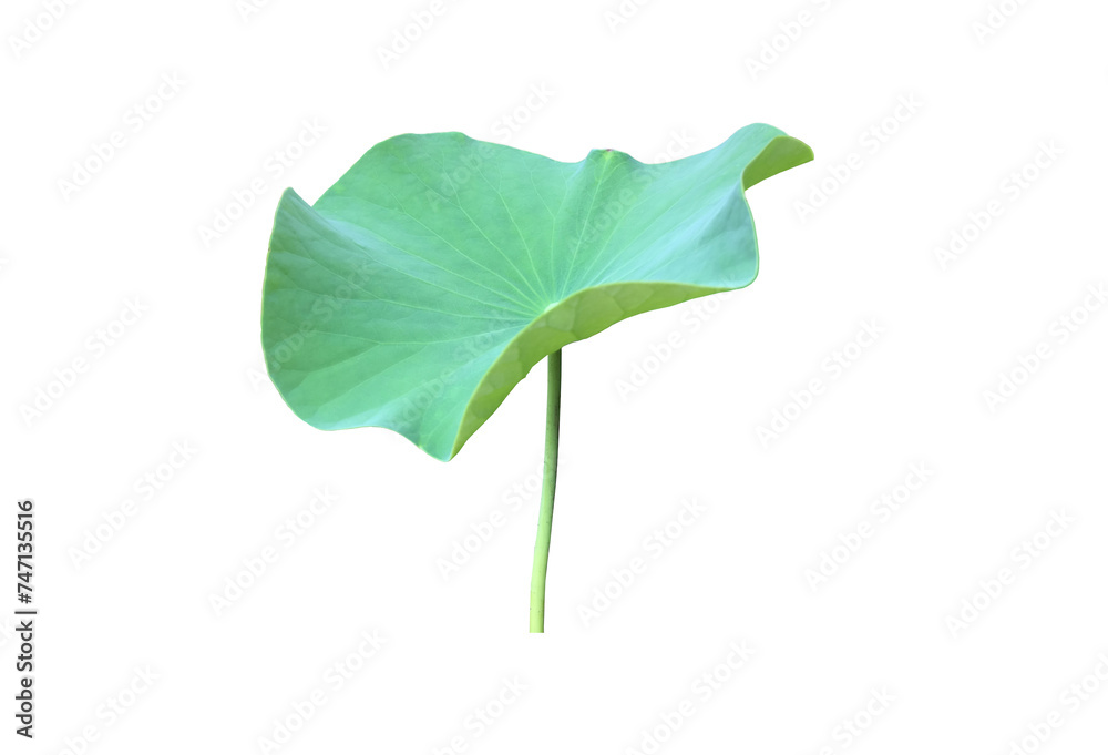 Canvas Prints lotus leaf or waterlily leaf isolated on white background with clipping paths.
