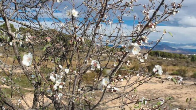 Flores blancas en &aacute;rbol floreciendo