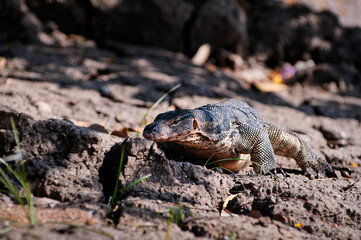 The Asian water monitor (Varanus salvator) is a large varanid lizard native to South and Southeast...