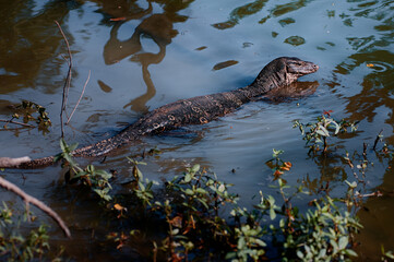 The Asian water monitor (Varanus salvator) is a large varanid lizard native to South and Southeast Asia.