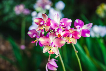 Fototapeta na wymiar Purple orchid flowers blooming, contrasting with green leaves, ground orchid