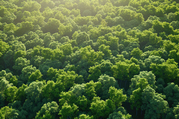 Scenic view of dense forest from above