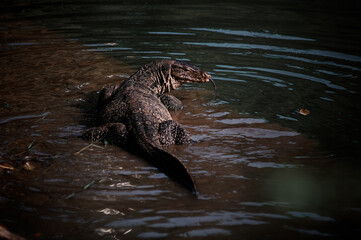Obraz premium The Asian water monitor (Varanus salvator) is a large varanid lizard native to South and Southeast Asia.