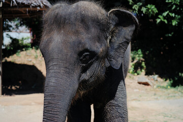 Outdoors portrait of asian elephant