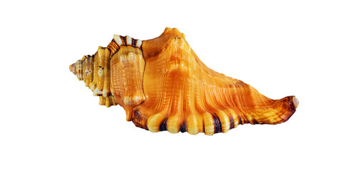 Sea shell Cymatium lotorium on a white background.