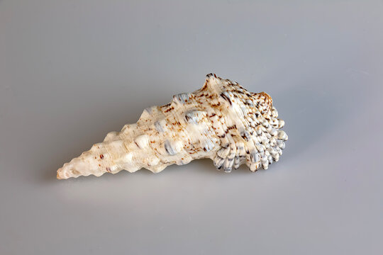 Sea shell Cerithium caeruleum on a white background.