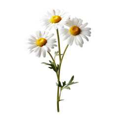 chamomile isolated on transparent background, png