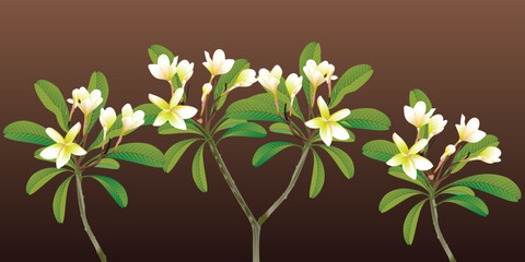Tropical composition of plumeria flowers and green leaves on a white background. Vector.
