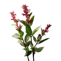 cherry sage isolated on transparent background, png