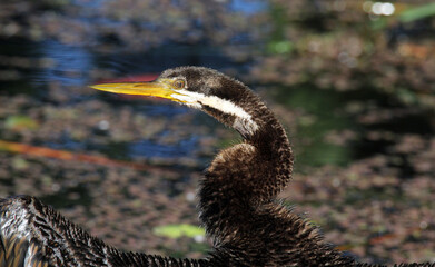 Close up portrait of an Australasian darter bird standing next to the water