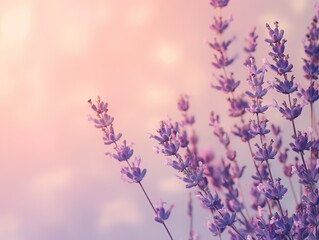 Lavender Twigs in Bloom with Pastel Sunset Sky
