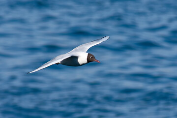 Black-headed Gull flying through the Ría de Vigo